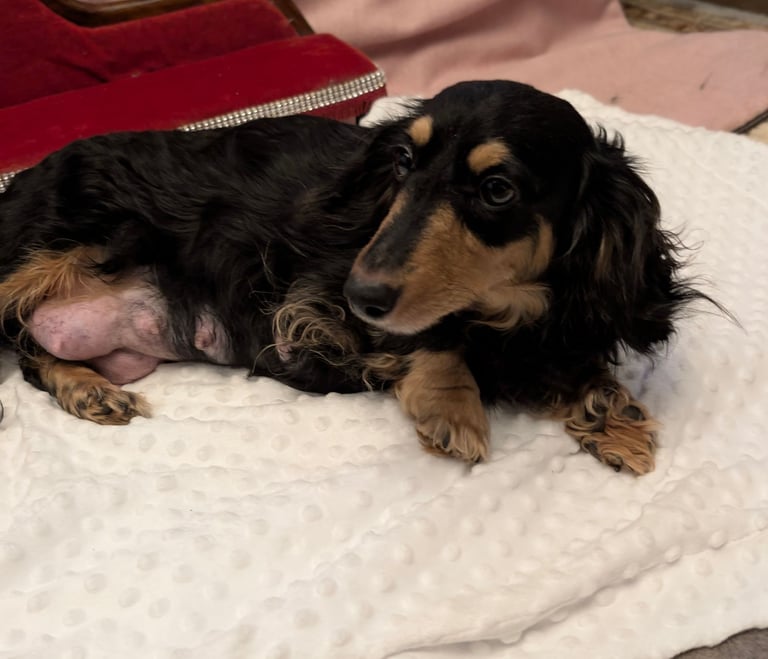  Hi, I’m a long-haired Mini pup! 💕 Rare creams & black & tans — will you be my new mummy or daddy?