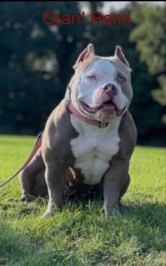 Pocket bully pups for sale! 