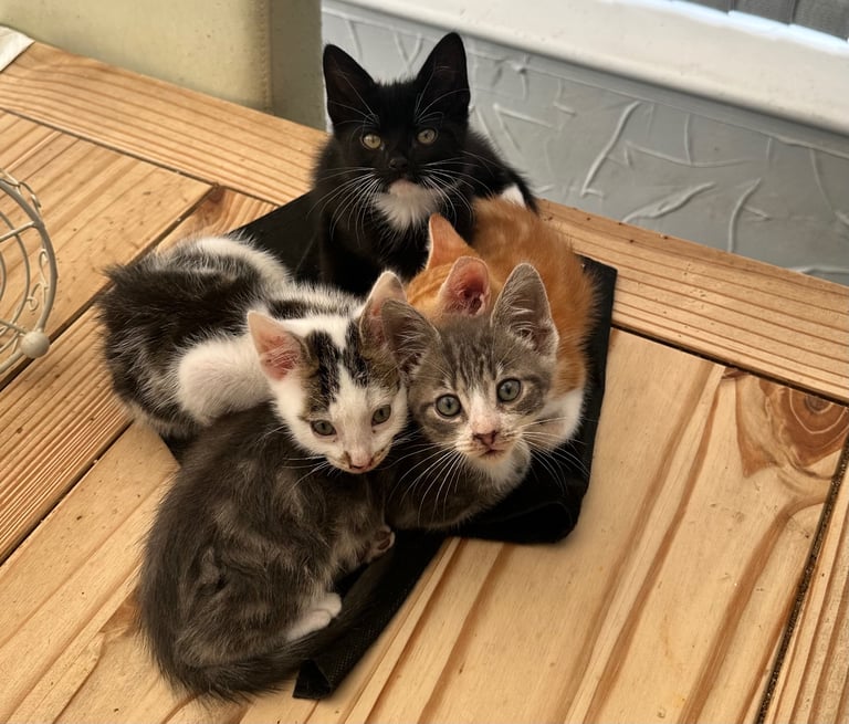 Four  gorgeous and friendly kittens for sale