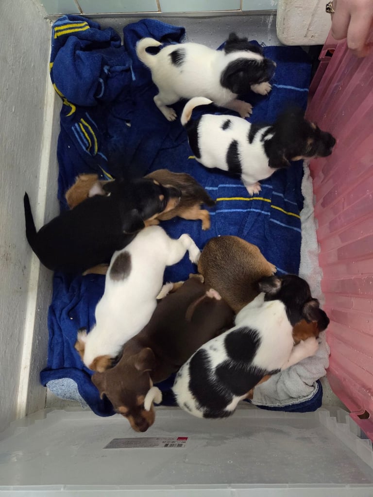 Jack russell pups 