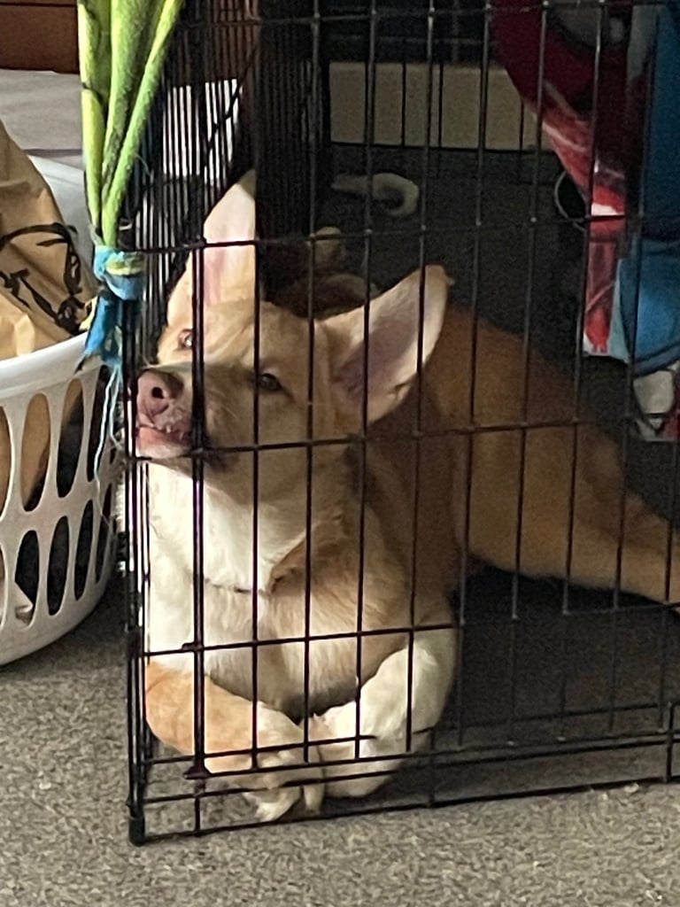 Puppy for sale