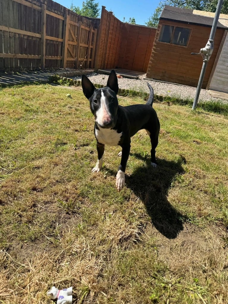 English bull terrier