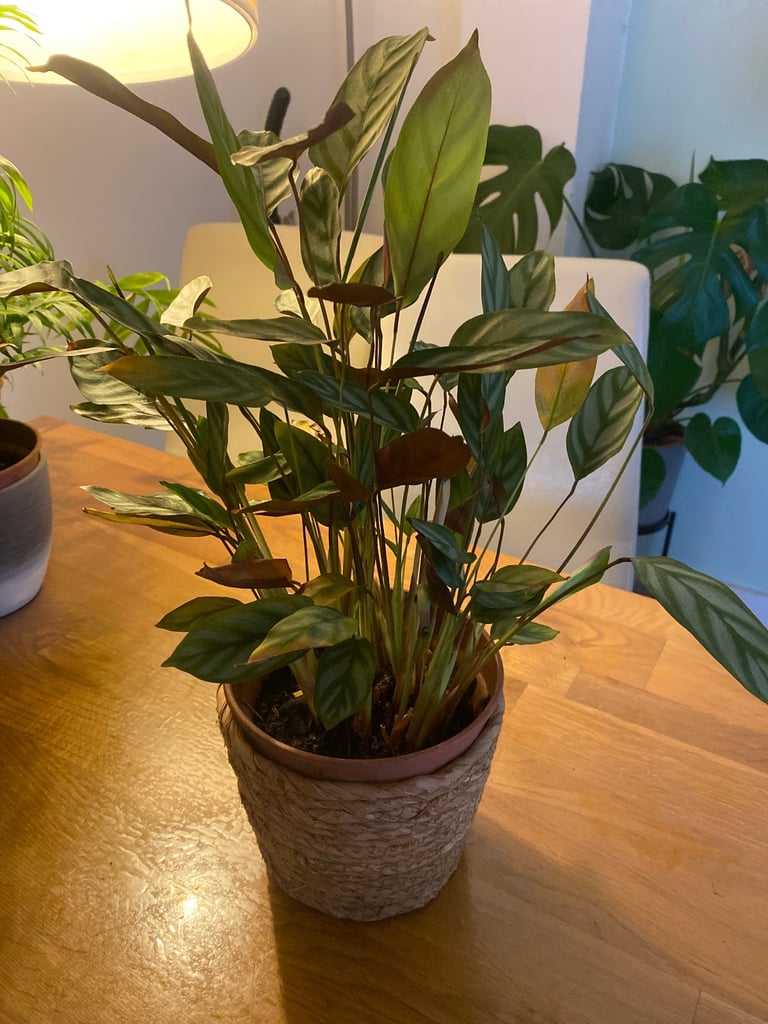 Plants for sale 