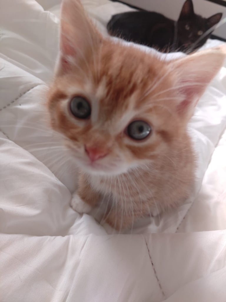 Kittens for sale