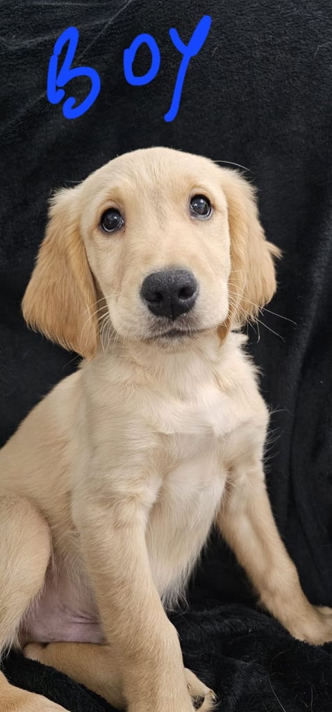 Golden reteiever puppy