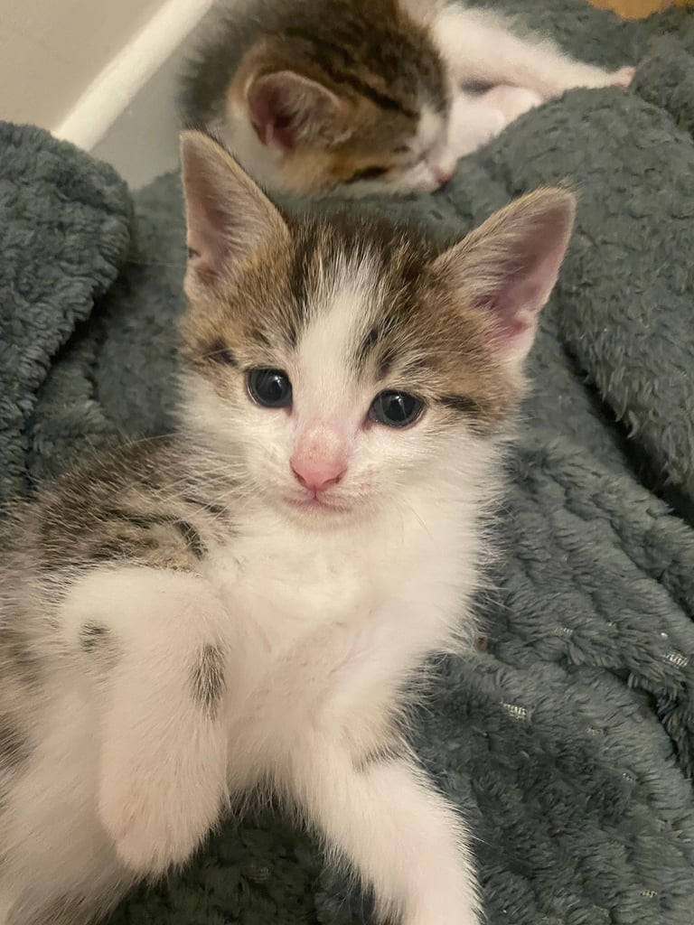 Cute tabby kittens, litter trained, male & female 