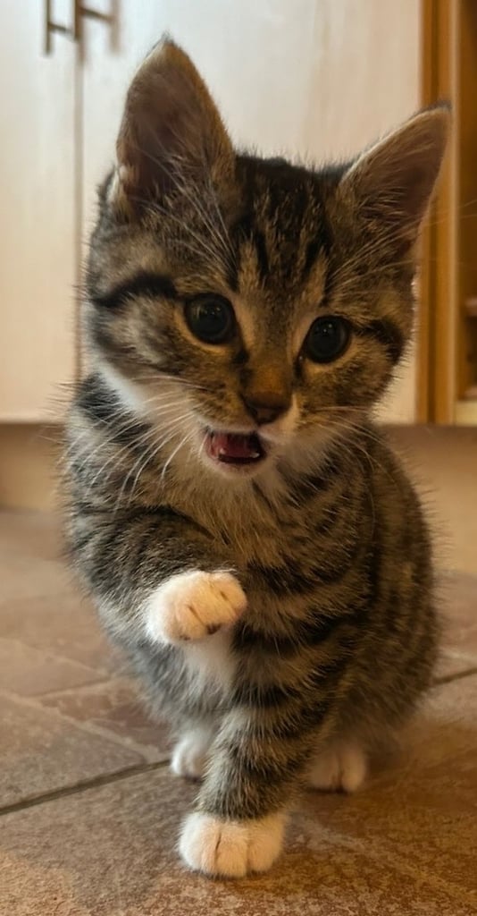 Male and female kittens