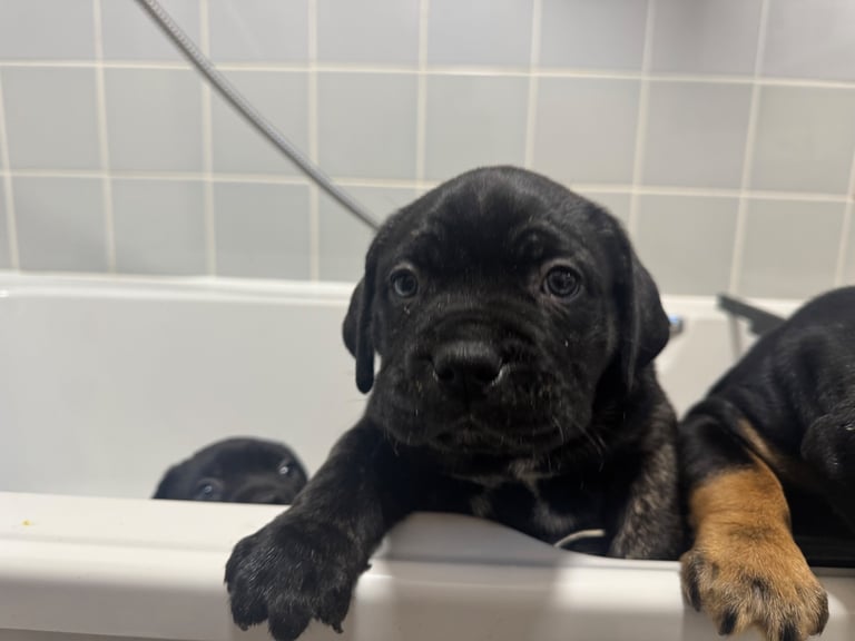 Cane corso boy 