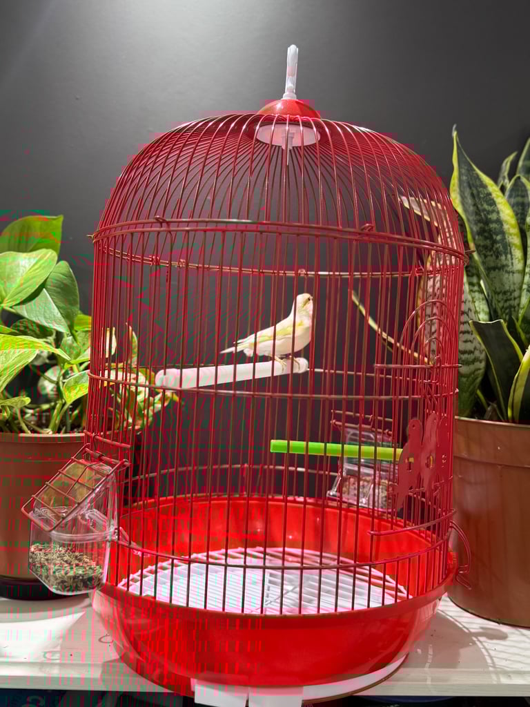 Male dimorphic canary with cage 