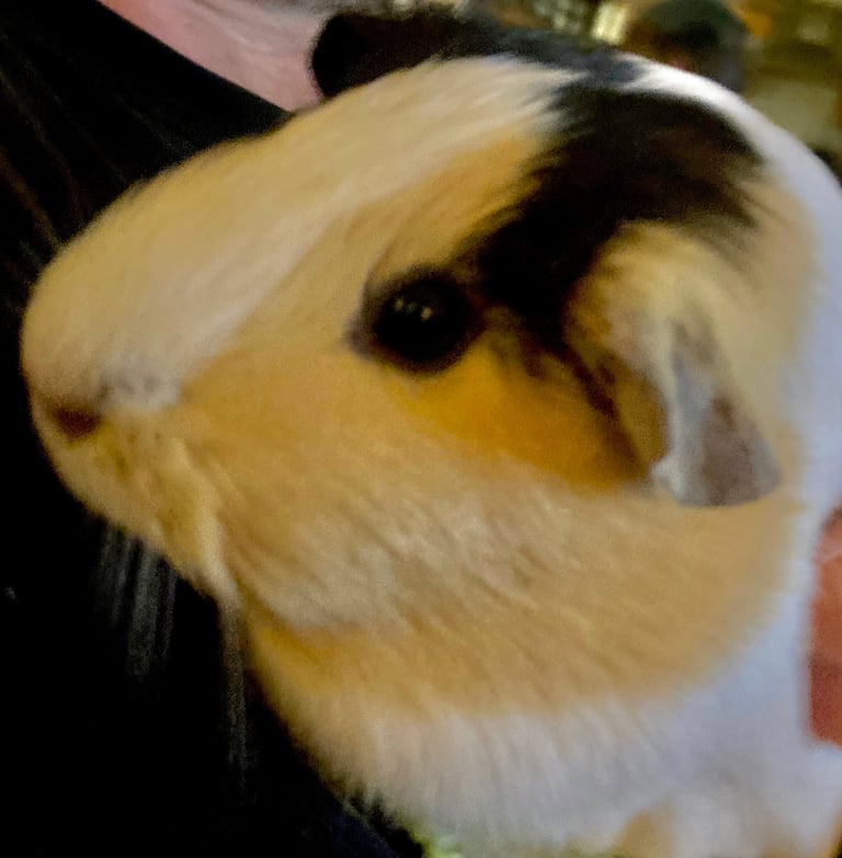 2 guinea pigs + cage + hutch + wooden bridge