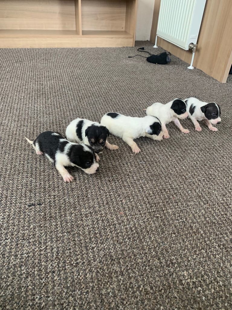Jack Russell puppy’s 
