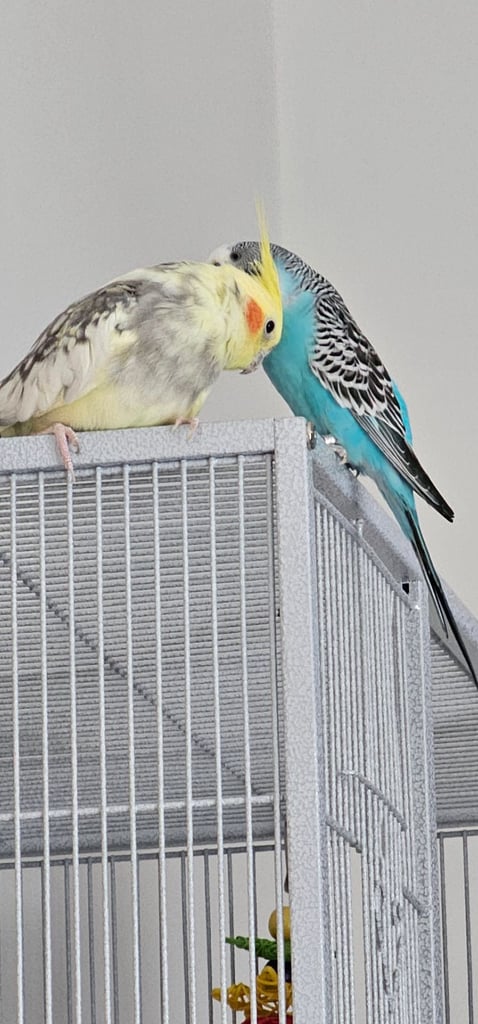image for  Cockatiel and budgie, including the cage and accesories