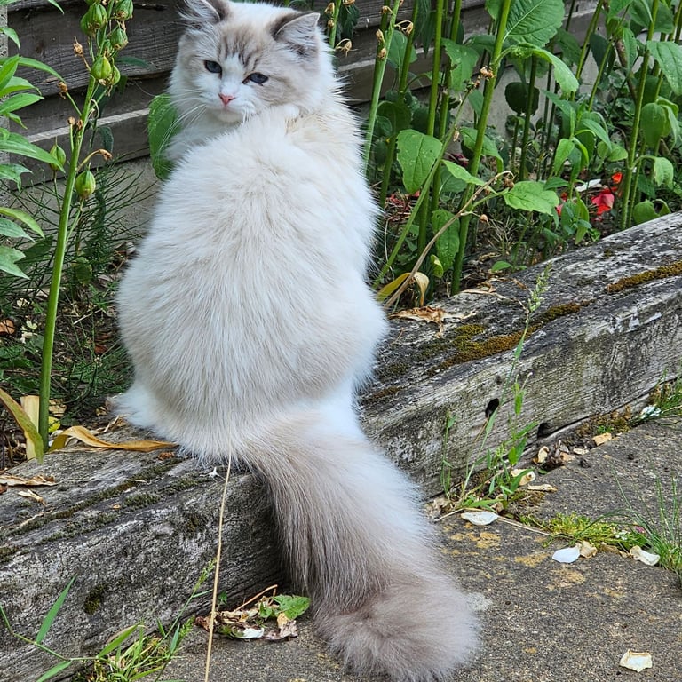 Ragdoll kitten 