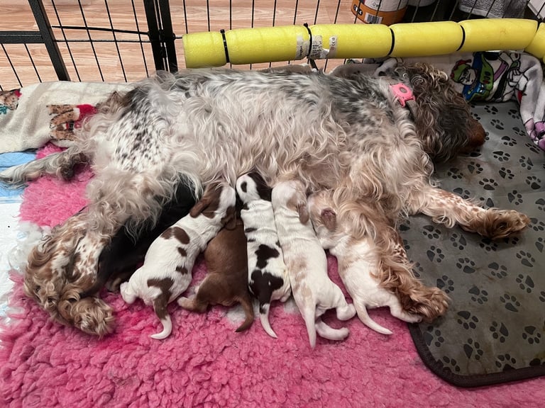 image for Only 1 girls left !!! Stunning kc show cocker spaniel puppies