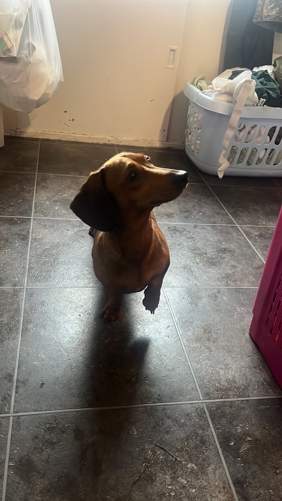 Kc reg true miniature dachshund 