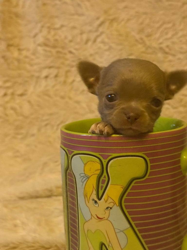 image for Chihuahua  pups