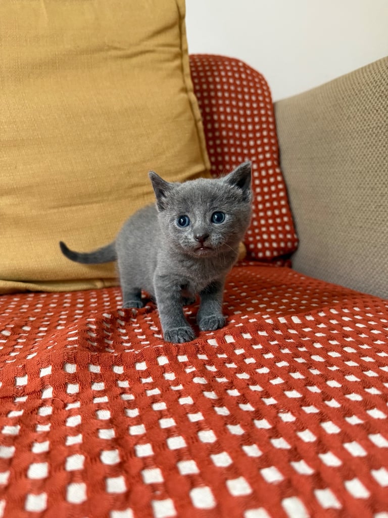 Beautiful Rare Grey Male Kitten