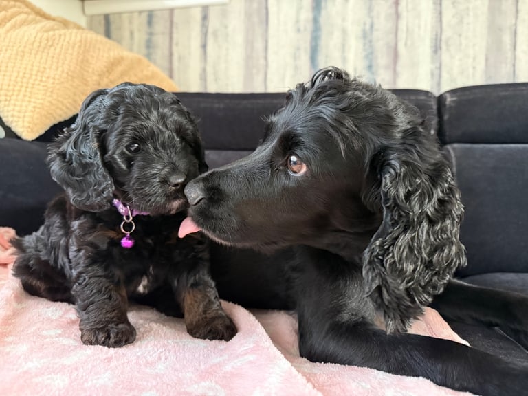 Cockapoo Girl Puppy F1 : 6weeks Old