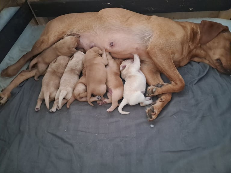 Loving home wanted for our girls puppies 