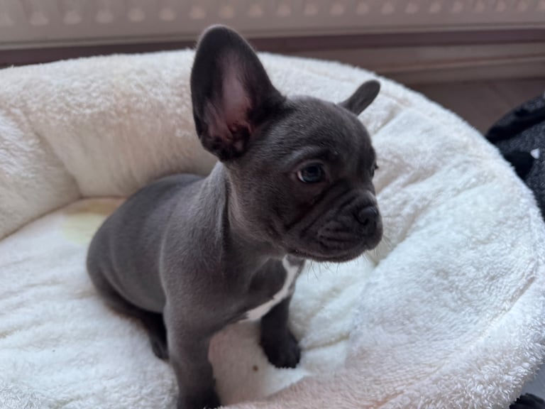 French bulldog puppy