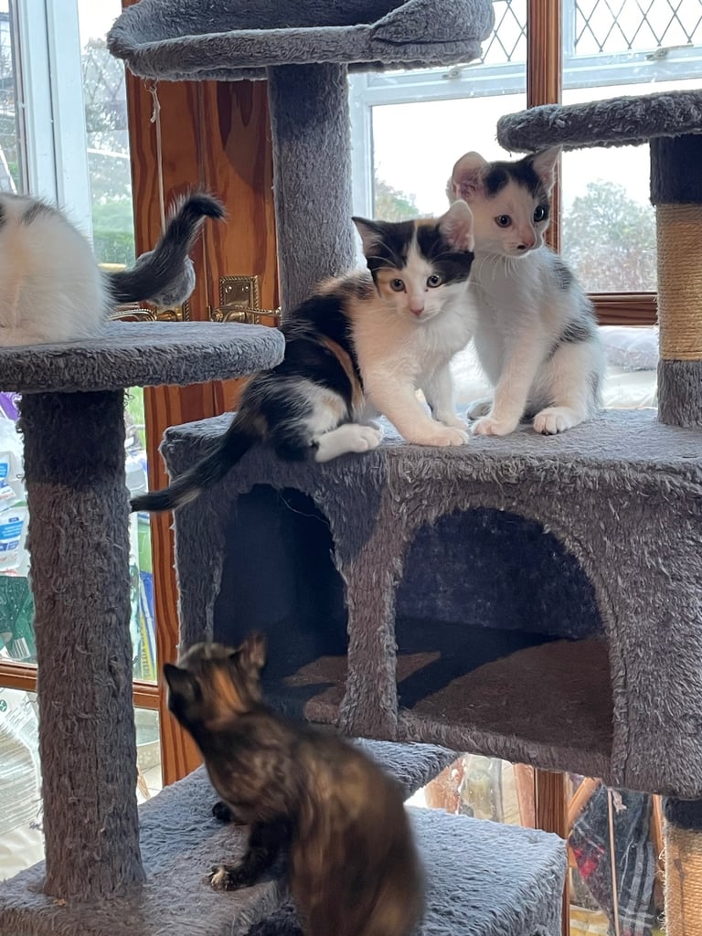 Kittens for sale