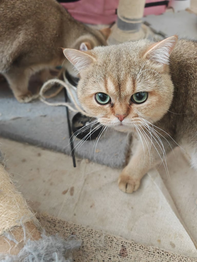 Beautiful British Shorthair Ex-stud pure bred looking for looking forever home 