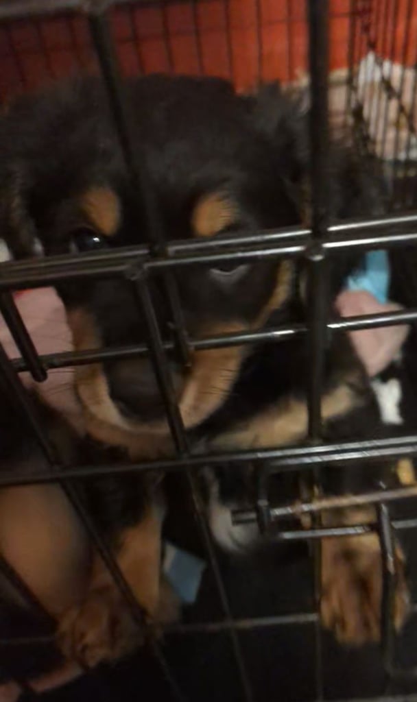 image for Yorkshire Terrier, Jack Russell, King Charles Spaniel cross puppies for sale