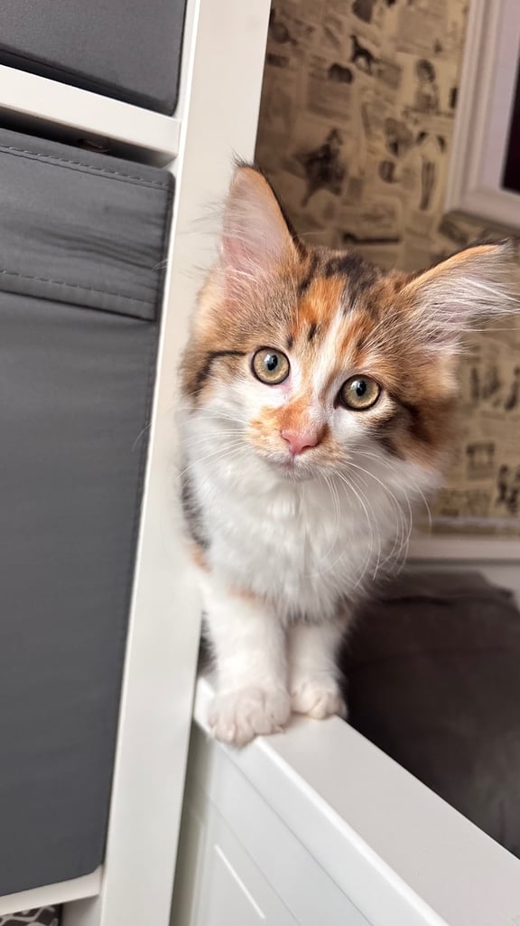 Kittens for sale