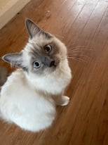 6 Month Old Ragdoll Kitten For Sale 