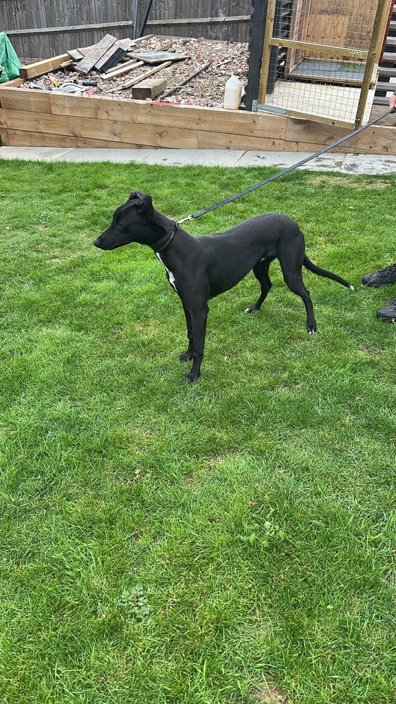 7 month old First cross whippet x greyhound 