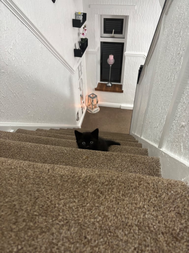 9wk old kitten only one left SOLD  