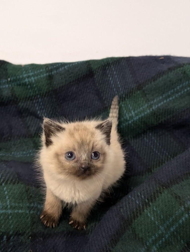 Cross ragdoll kittens x5
