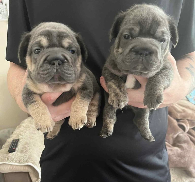 5 ⭐️ French bulldogs carrying fluffy 😍