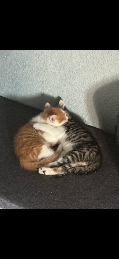 6 kittens looking for there forever homes 