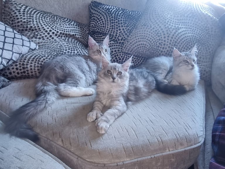 🐾 🏡 Indoor Maine Coon Kittens for Sale – Only Exceptional Homes Considered  🏡 🐾