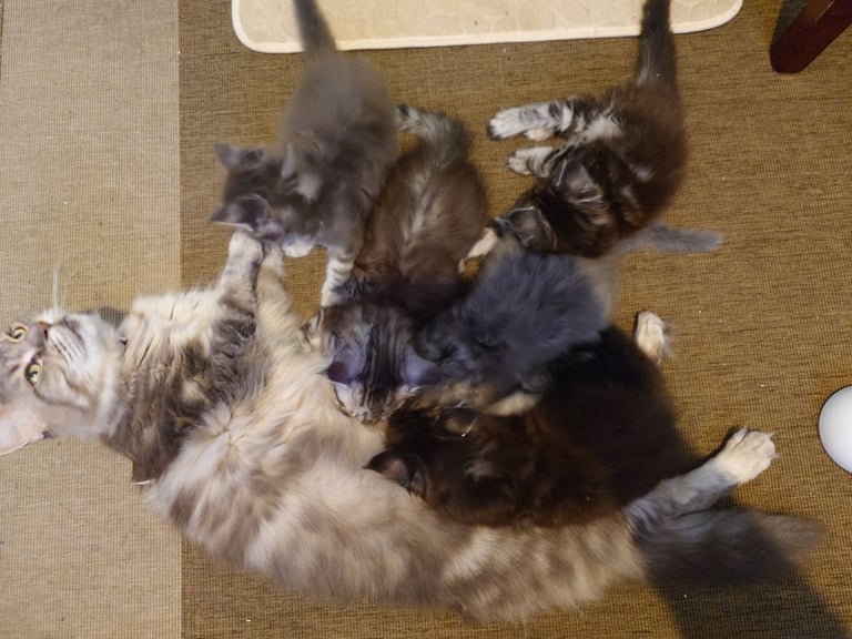 Purebred Maine Coon Kittens 
