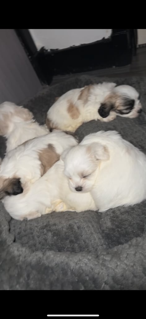 image for 🐾 Shih Tzu – Bichon puppies for sale 🐾