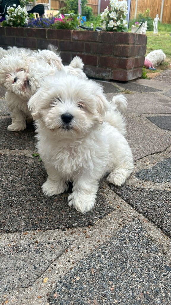 Bichon Frise 