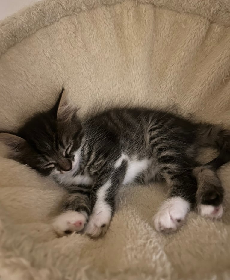 10 week old male kitten