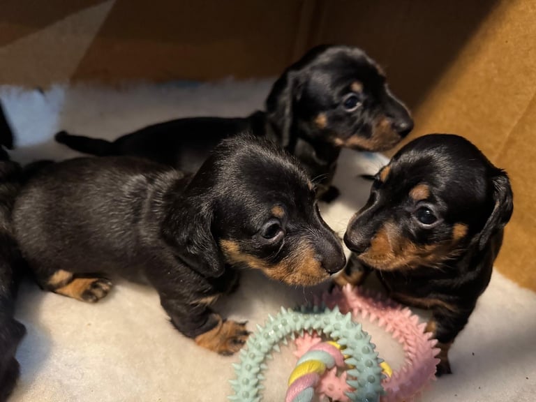 Miniature Dachshund Puppies   **Ready soon**