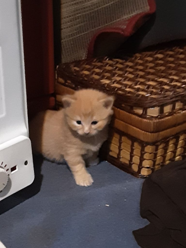 Playful Kittens for sale, from 35.00 pounds. 