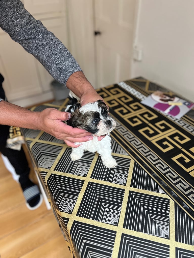 Maltese