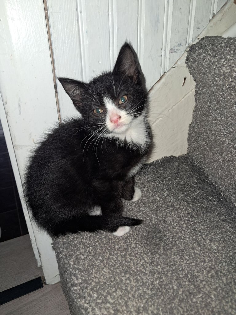 2 gorgeous kittens looking for forever home 
