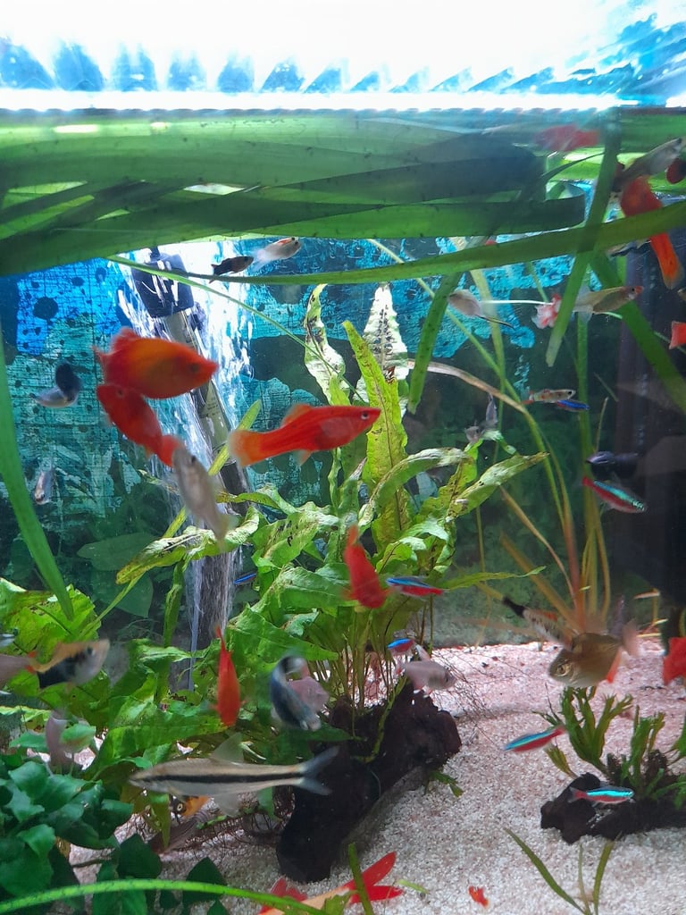 Tropical fish for sale 