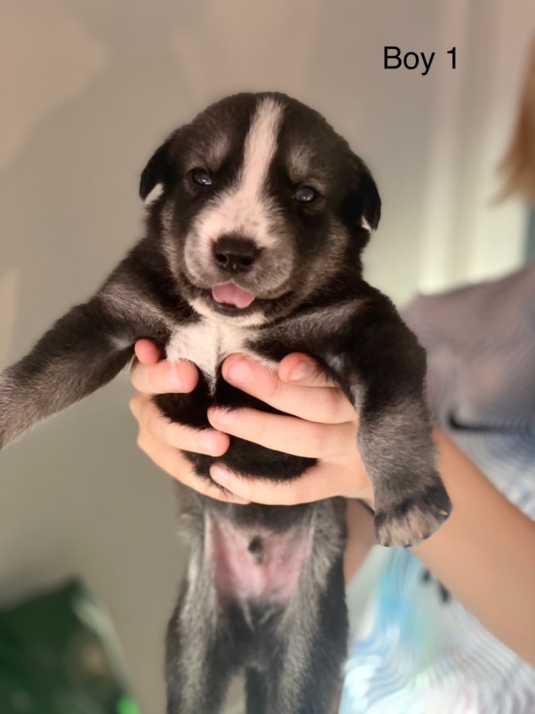 Huskador puppies for sale
