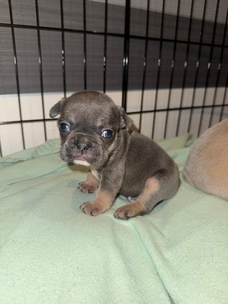 French Bulldog Puppies KC Reg