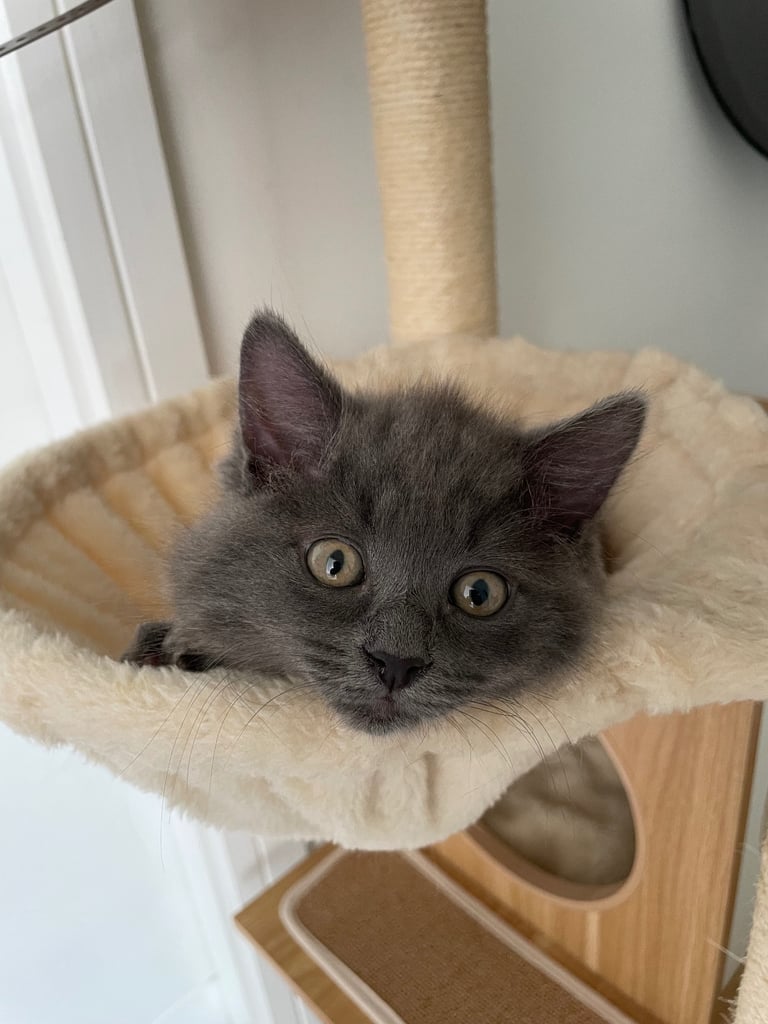 Female Russian long haired kitten 4 months old 