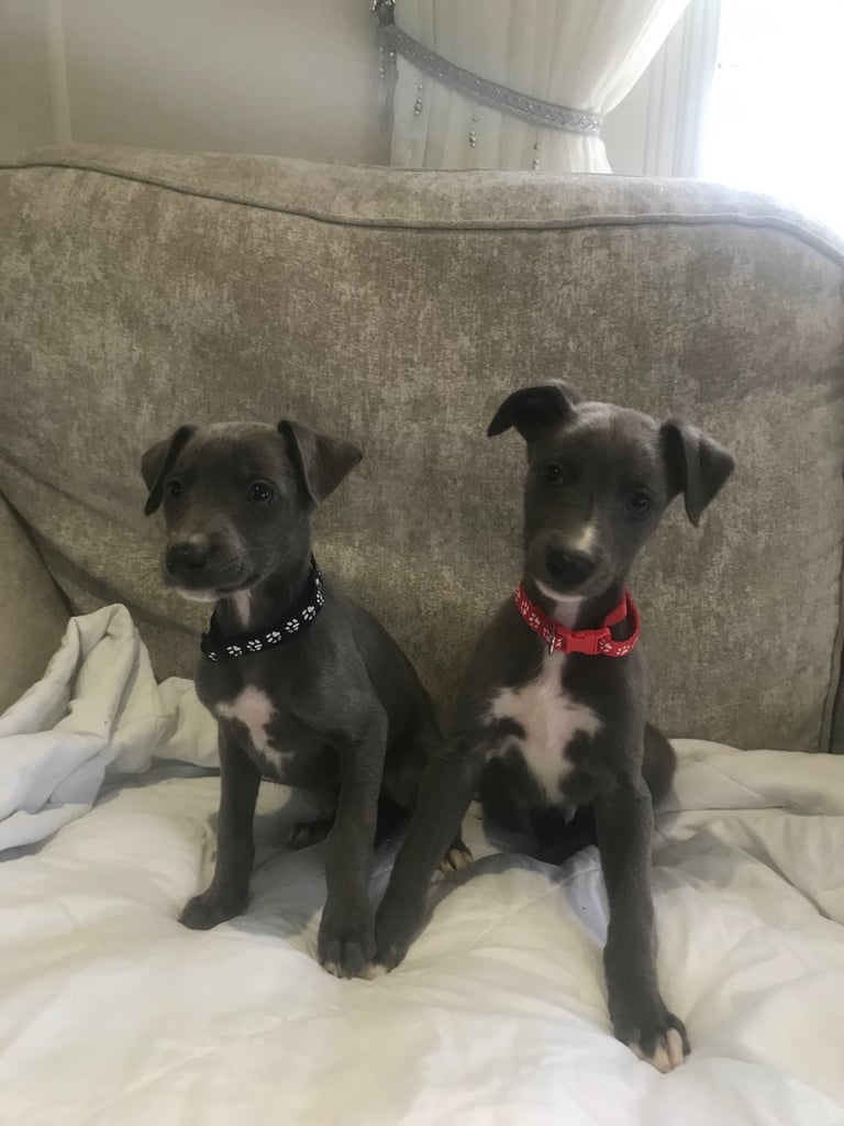 Whippet puppies 