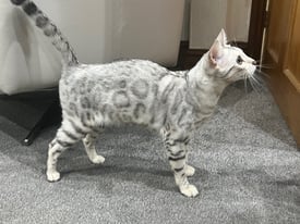 Ticca Registered Active Bengal female cats 