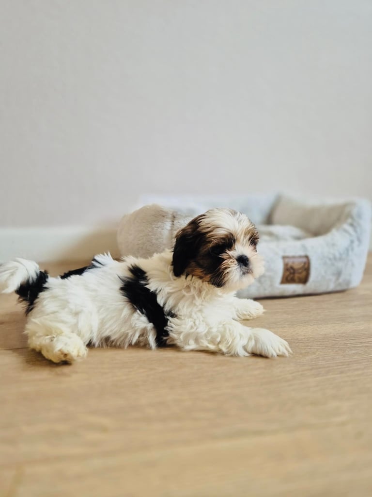 Shihtzu